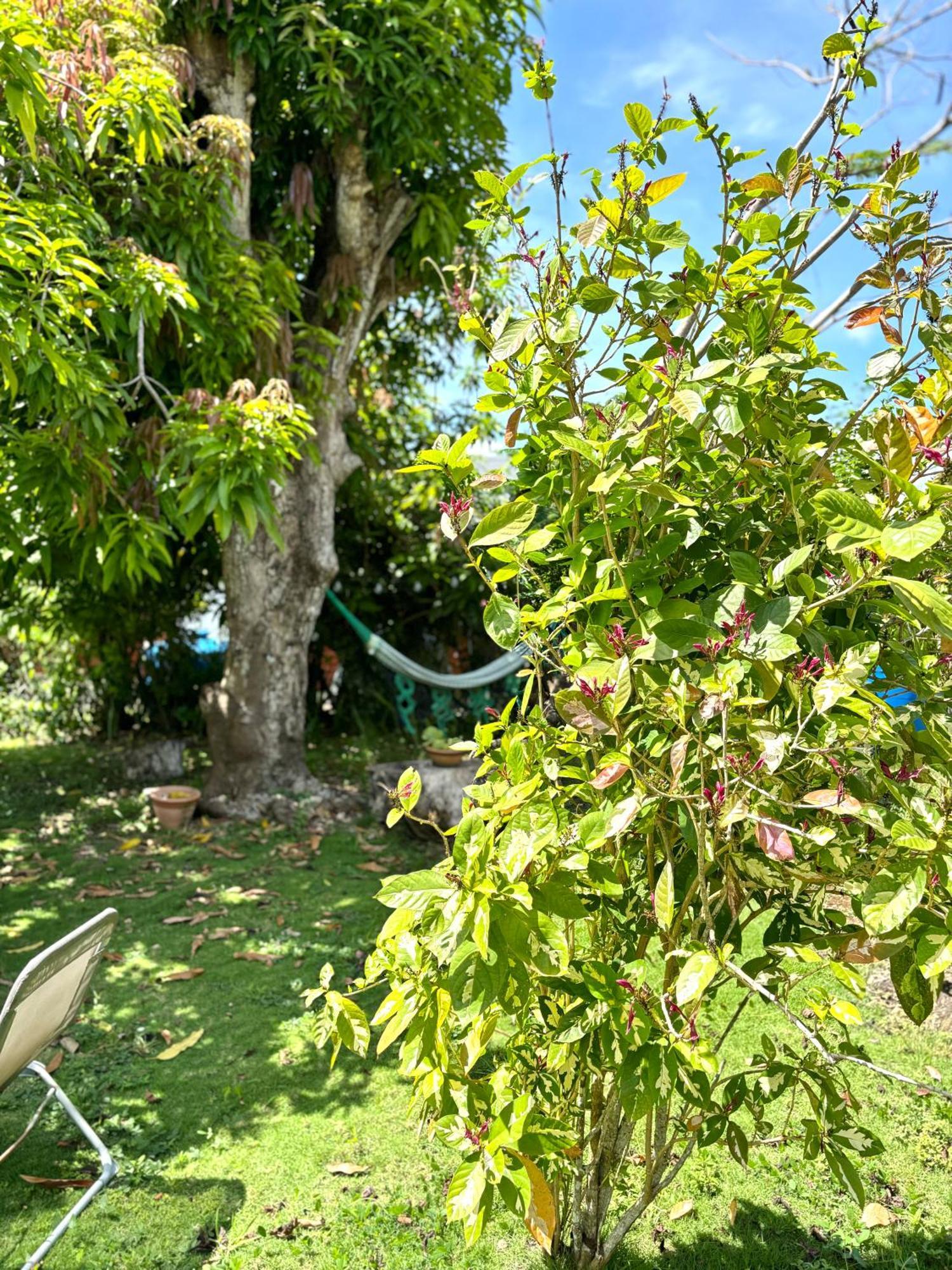 La Maison Creole Du Flamboyant - Proche Des Plages Anse-Bertrand Buitenkant foto